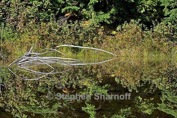 pond reflections oregon 4 graphic